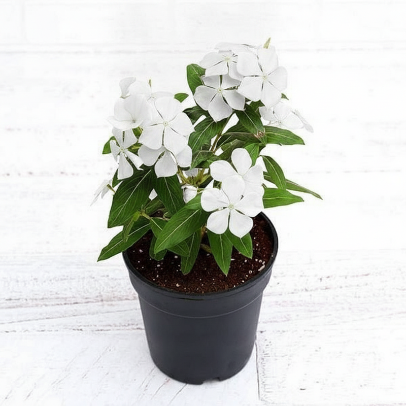 Periwinkle White - 5" Pot
