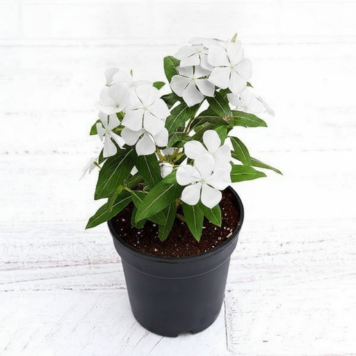Periwinkle White - 5" Pot