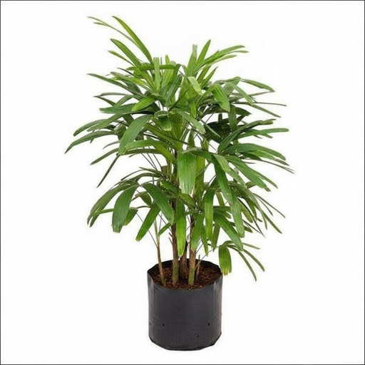 Lady Palm - 10" Grow bag