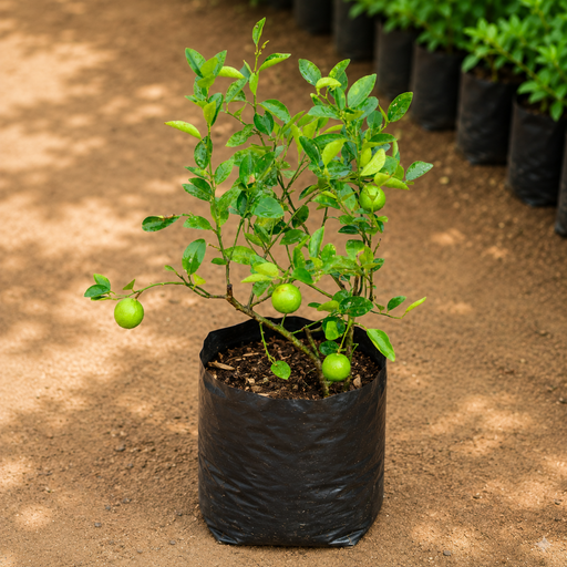 Lemon - 10" Grow bag