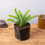 Fishbone Cactus - Succulent