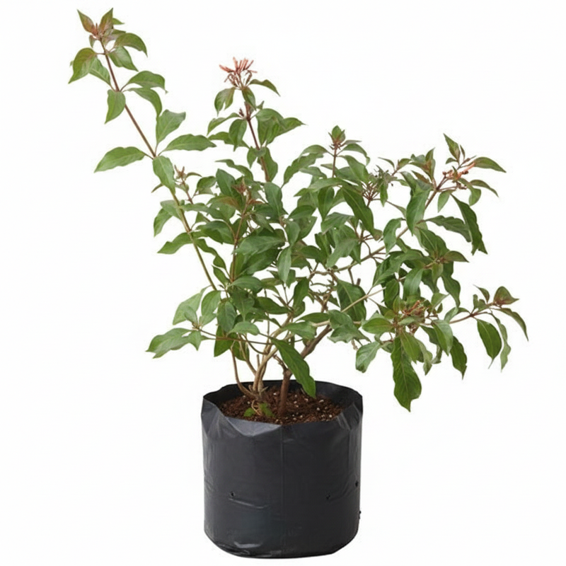 Firebush - 10" Grow bag