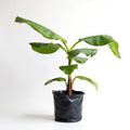 Banana - G9 - 6" Grow bag