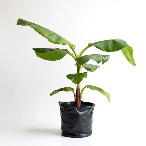 Banana - G9 - 6" Grow bag
