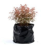 Pampas Grass Red