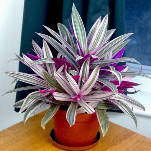 Rhoeo Variegated - 5" Pot