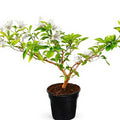 Bougainvillea White - 8" Pot
