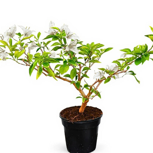Bougainvillea White - 8" Pot