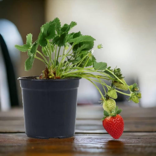 Strawberry - 5" Pot