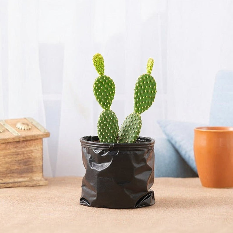 Bunny Ears Cactus Red