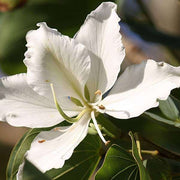 Bauhinia Orchid Lily White - 6" Grow bag