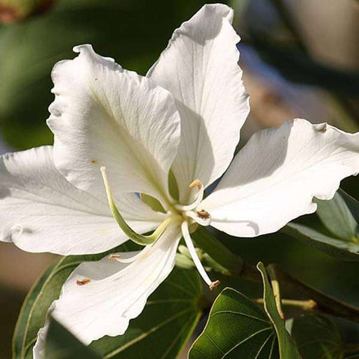 Bauhinia Orchid Lily White - 6" Grow bag