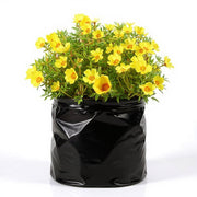 Portulaca 9 O' Clock White