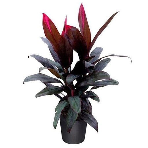 Dracaena Mysore Ruby - 6" Pot