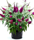 Buddleia - 6" Grow bag