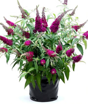 Buddleia - 6" Grow bag