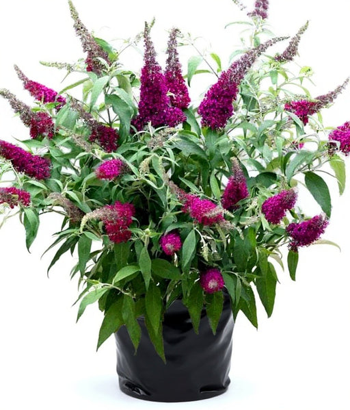 Buddleia - 6" Grow bag