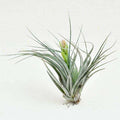 Air Plant, Tillandsia Cotton King