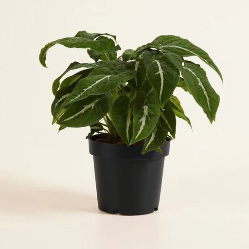 Syngonium wendlandi - 4" Pot