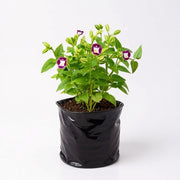 Wishbone Flower White