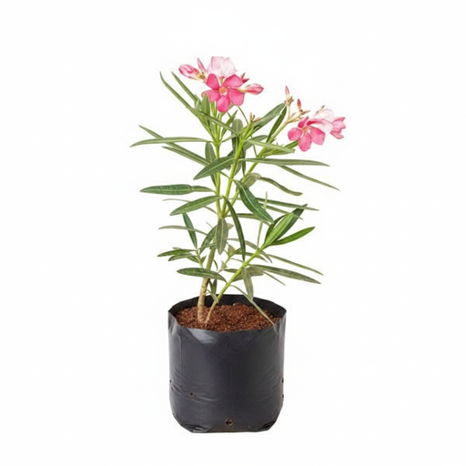 Oleander Pink - 10" Grow bag