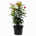 Jatropha - 5" Pot