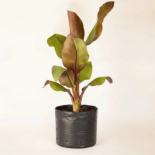 Red Banana - 6" Grow bag