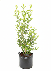 Barbados Cherry - 10" Grow bag