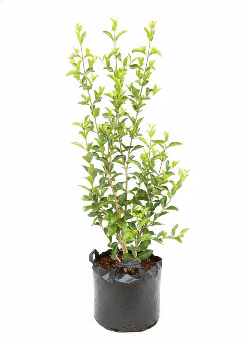 Barbados Cherry - 10" Grow bag