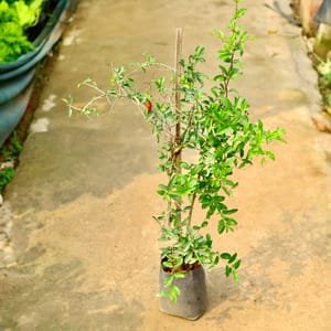 Pomegranate - 10" Grow bag