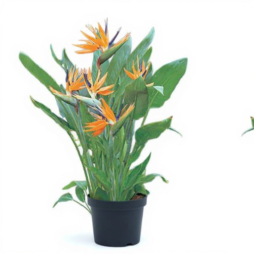 Bird of Paradise - 8" Pot