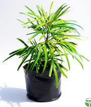 Podocarpus Macrophyllus