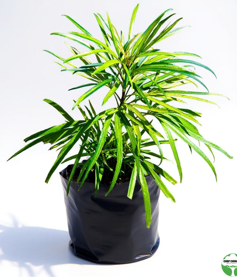 Podocarpus Macrophyllus