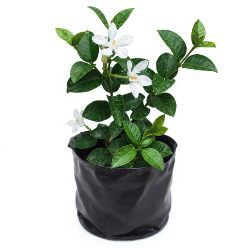 Srilankan Tagar - 10" Grow bag