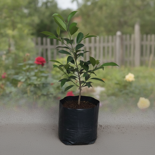 Sapota Grafted - 10" Grow bag