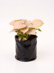 Syngonium Podophyllum White Butterfly white perl