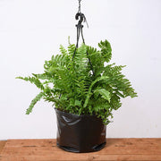Boston Fern Golden