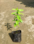 White Sandalwood Tree - 6" Grow bag
