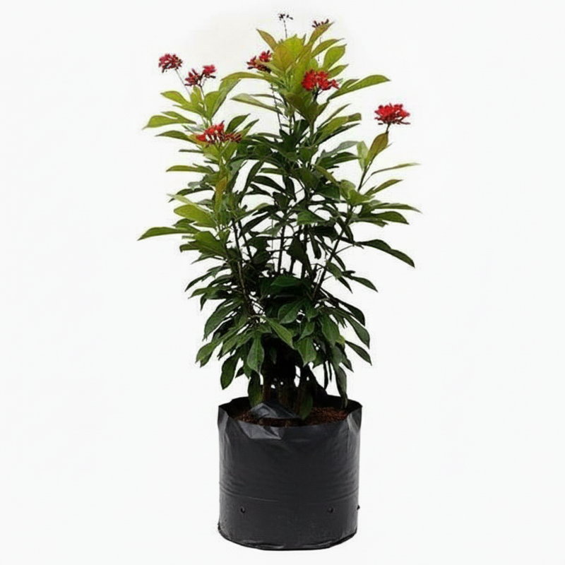 Jatropha - 6" Grow bag