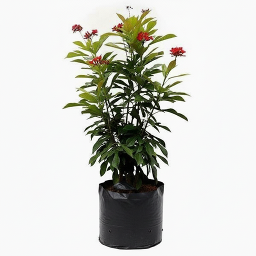 Jatropha - 6" Grow bag