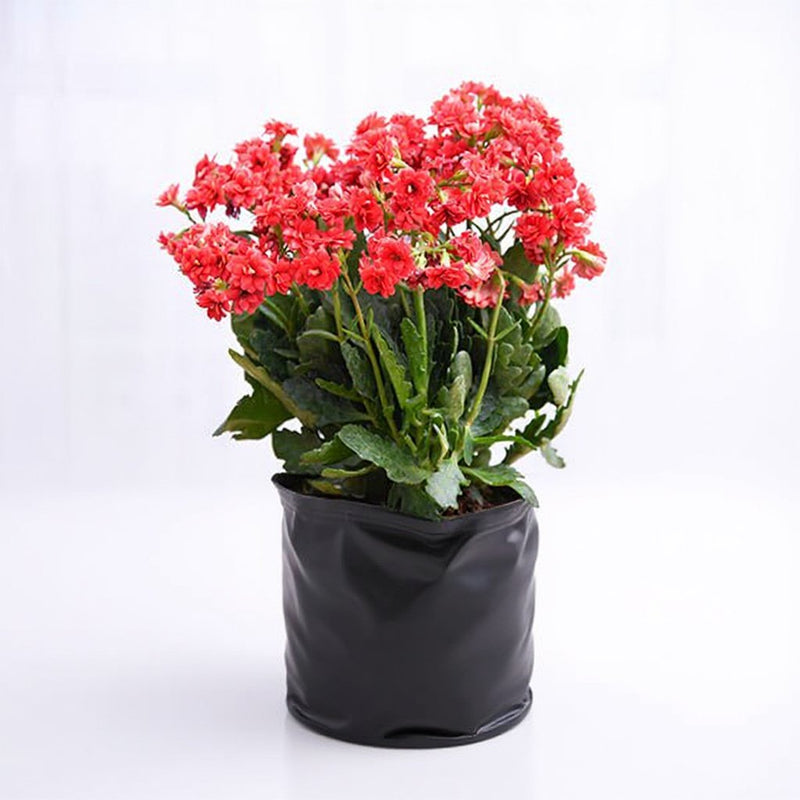 Kalanchoe Yellow