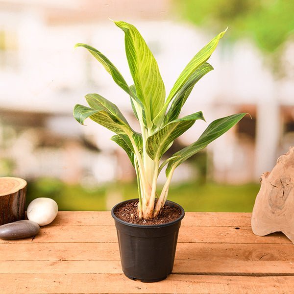 Aglaonema Brilliant - 6" Pot