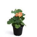 Geranium Ivy Orange - 5" Pot