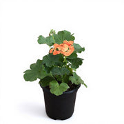 Geranium Ivy Mixed - 5" Pot