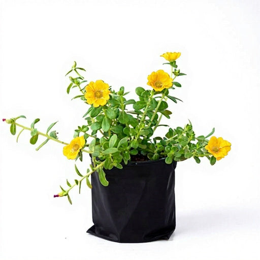 Portulaca Yellow - 6" Grow bag
