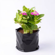 Zinnia Pink