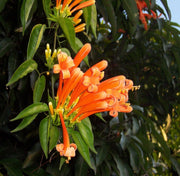 Sankrant Vel, Flame Vine Orange - 10" Grow bag