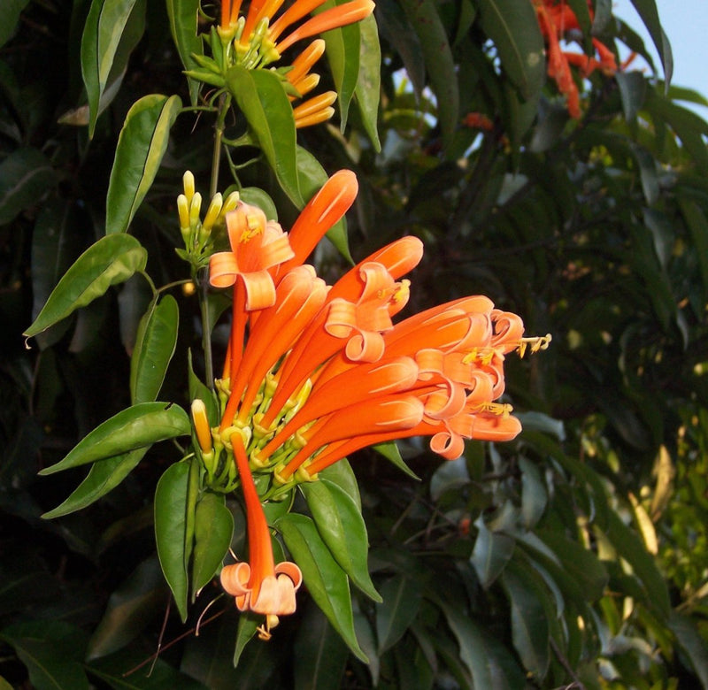 Sankrant Vel, Flame Vine Orange - 10" Grow bag