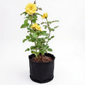 Rose Yellow - 10" Grow bag