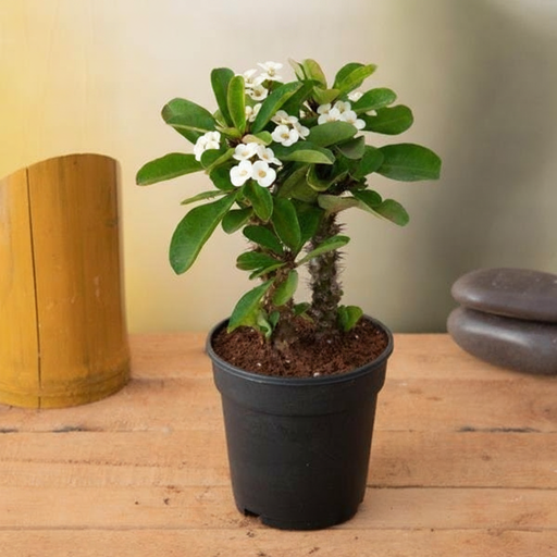 Crown of Thorns White - 5" Pot